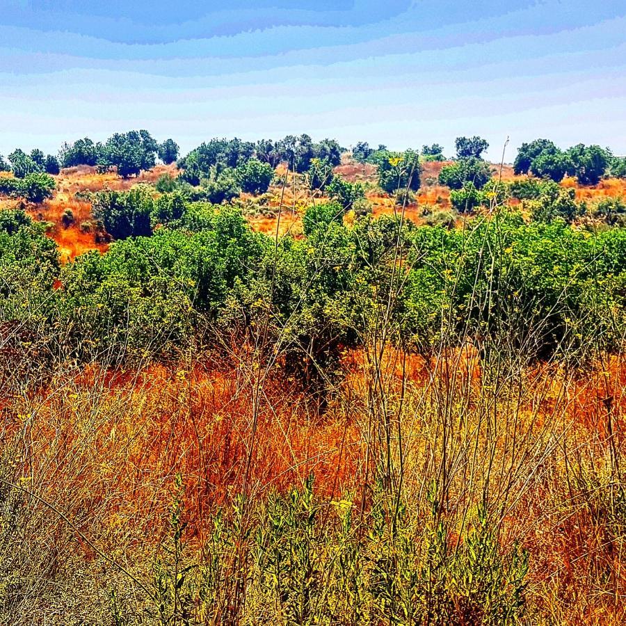 Kibbutz Nachshon Bed & Breakfast Dış mekan fotoğraf