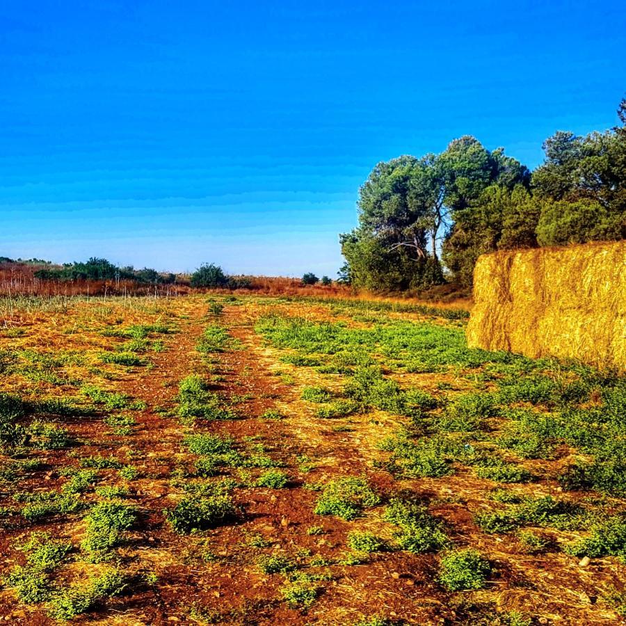 Kibbutz Nachshon Bed & Breakfast Dış mekan fotoğraf