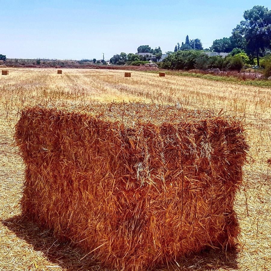 Kibbutz Nachshon Bed & Breakfast Dış mekan fotoğraf